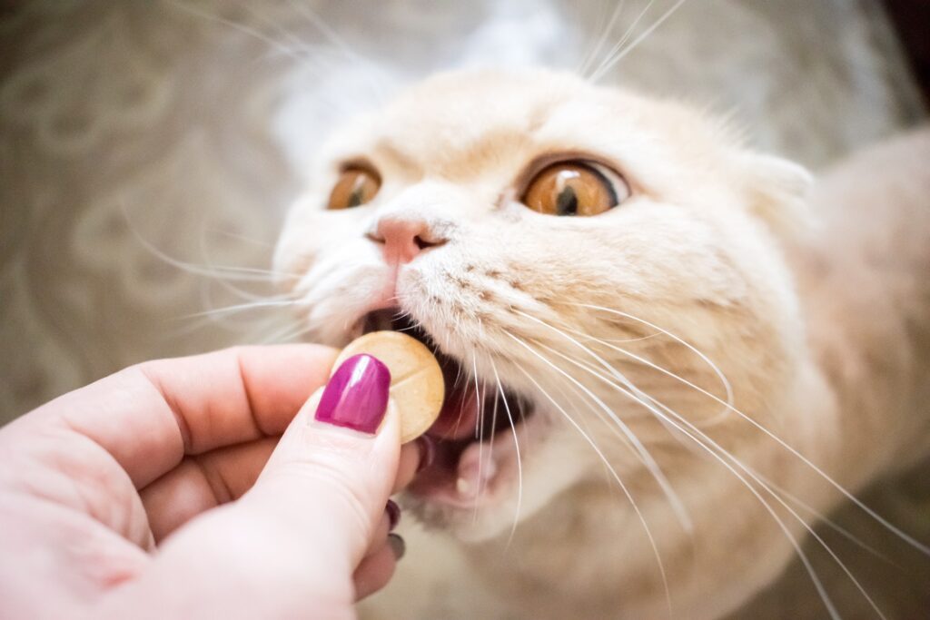 Scottish Cat with gold eyes takes a pill close up. Cat receives a dose of medicine from the owner