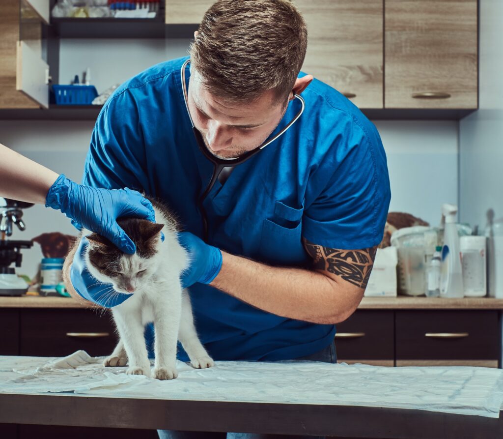 Veterinary doctor examining a sick cat with stethoscope in a vet clinic