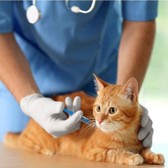 Vacuna Leucemia (Gato) 1 Vacuna Leucemia (Gato)