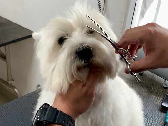 Servicios 5 Tienda de Mascotas