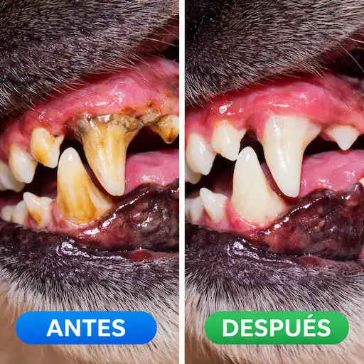 Limpieza Dental Veterinaria Promoción Campaña de Destartraje Perros y Gatos Peñalolén